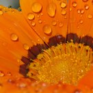 Gazania
